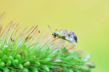 Hispidae ailesi Kuzey Çin 'de bitkilerin üzerinde sürünüyor.
