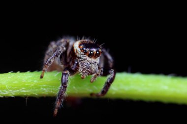 Spiders in the wild, North China clipart