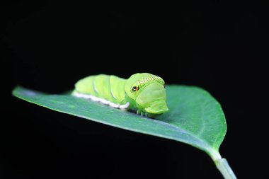 Lepidoptera larvaları vahşi doğada, Kuzey Çin