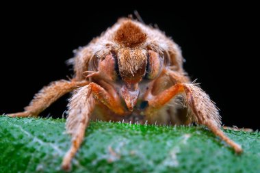 Lepidoptera böcekleri vahşi doğada, Kuzey Çin