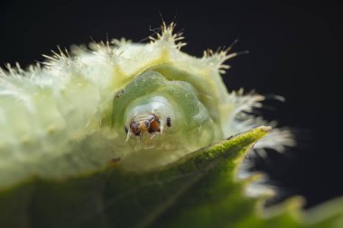 Lepidoptera larvaları vahşi doğada, Kuzey Çin