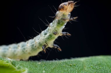 Lepidoptera larvaları vahşi doğada, Kuzey Çin