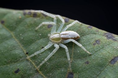 Vahşi doğadaki örümcekler, Kuzey Çin
