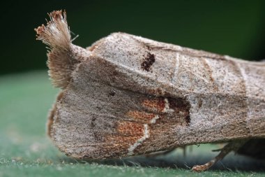 Lepidoptera böcekleri vahşi doğada, Kuzey Çin