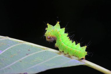 Lepidoptera larvaları vahşi doğada, Kuzey Çin