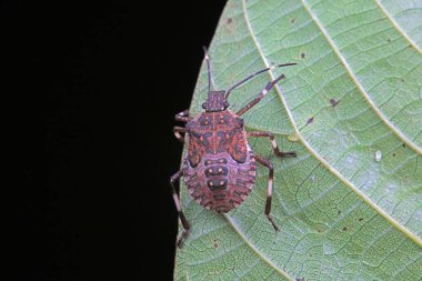 Vahşi doğada hemiptera böcekleri, Kuzey Çin