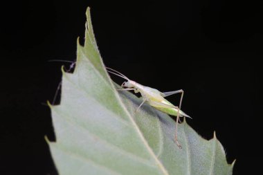 Kuzey Çin 'deki yabani bitkiler üzerine ağaç cırcırböceği