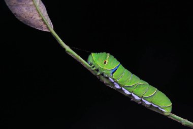 Lepidoptera larvaları vahşi doğada, Kuzey Çin