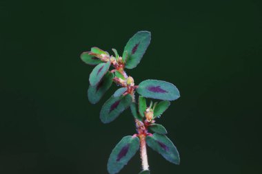 Euphorbia 'nın yakın çekimi