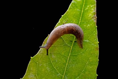 Gastropoda göz mermisi yumuşakçaları, Kuzey Çin