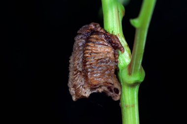 Peygamber devesi yumurtası kılıfı - mürekkep kemiği, Kuzey Çin