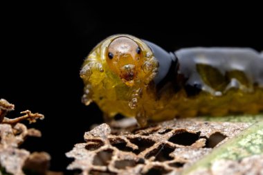 Kuzey Çin 'deki yabani bitkilerin üzerinde arı larvaları.