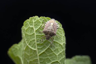 Pis kokulu böcekler vahşi Çin 'de yaşar.