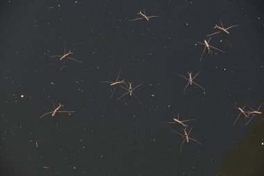 Su yürüyücüsü, Kuzey Çin 'de suyun üzerinde süzülür.