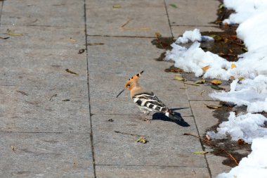 A beautiful Daisheng bird walks on the path, North China clipart