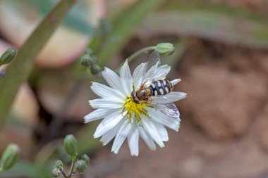 Syrphidae live on plants in North China clipart