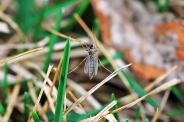 Sivrisinekler Kuzey Çin 'de yabani otlarda yaşar.