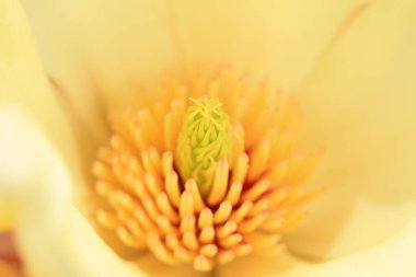 Magnolia, Kuzey Çin 'den güzel bir erkek.