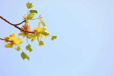 Botanik bahçesinde liriodendron çiçekleri, Kuzey Çin