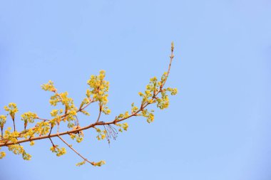 Kuzey Çin 'deki botanik bahçesinde taze bitkiler.
