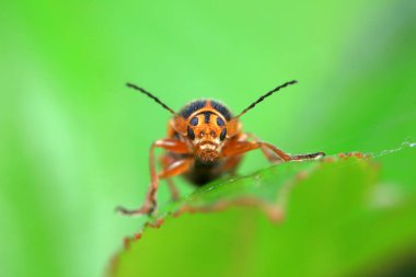 Kuzey Çin 'deki yabani bitkilerin üzerindeki yaprak böceği.
