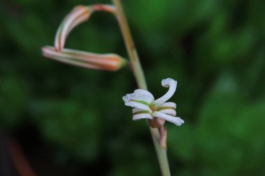 Aloe çiçek eker, Kuzey Çin