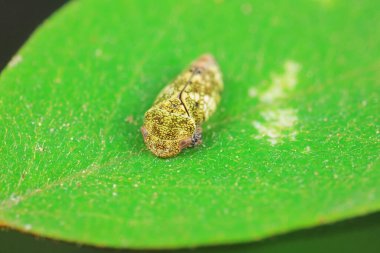 Kuzey Çin 'deki yabani bitkilerin üzerine ağustos böceği yaprağı