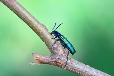 Kolaoptera böceği -- yeşil Daphne Genkwa, Kuzey Çin