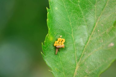 Kuzey Çin 'deki yabani bitkilerde uğur böcekleri
