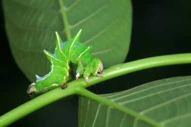 Lepidoptera larvaları vahşi doğada, Kuzey Çin
