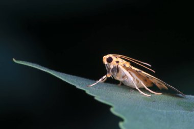 Lepidoptera böcekleri vahşi doğada, Kuzey Çin