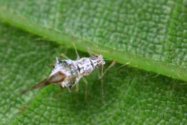 Vahşi doğada yaprak bitleri, Kuzey Çin