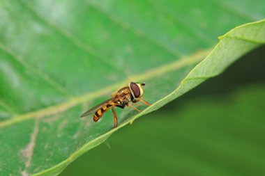Kuzey Çin 'de yaprak biti sinekleri yiyor.