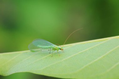Kuzey Çin 'de nöropteranın işlevsel bir böceği.