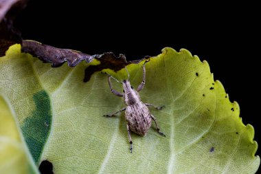 Yabani bitkiler, Kuzey Çin