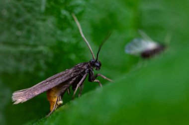 Lepidoptera böcekleri vahşi doğada, Kuzey Çin