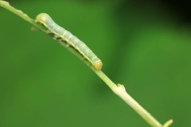 Lepidoptera larvaları vahşi doğada, Kuzey Çin