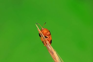 Hispidae ailesi Kuzey Çin 'de bitkilerin üzerinde sürünüyor.