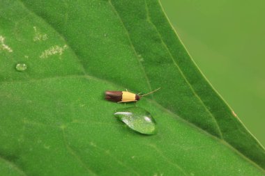 Lepidoptera böcekleri vahşi doğada, Kuzey Çin