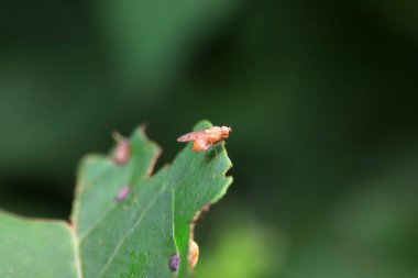 Kuzey Çin 'deki yabani bitkilerin üzerinde uçuyor.
