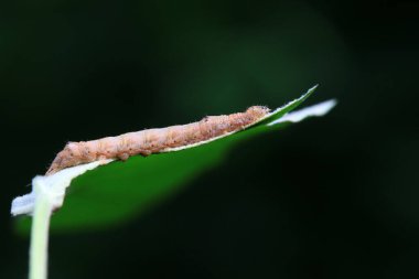 Lepidoptera larvaları vahşi doğada, Kuzey Çin