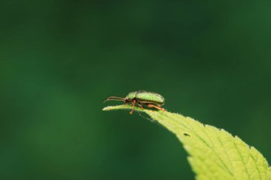 Kuzey Çin 'deki yabani bitkilerin üzerindeki yaprak böceği.
