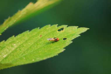 Kuzey Çin 'deki yabani bitkiler üzerindeki sinek.