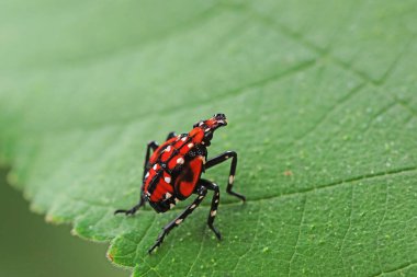 Lycorma Delicatula Kuzey Çin 'deki yabani bitkiler üzerine