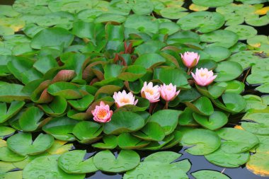 Gölette nilüferler, Pekin Botanik Bahçesi