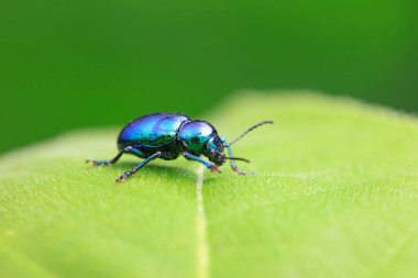 Kuzey Çin 'deki yabani bitkilerin üzerindeki yaprak böceği.