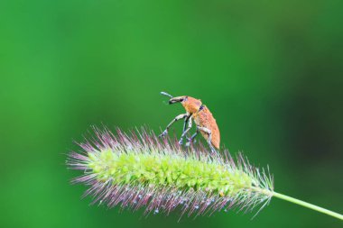 Weevil on wild plants, North China clipart