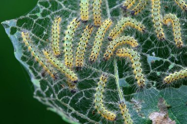 Lepidoptera larvaları vahşi doğada, Kuzey Çin