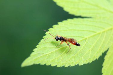 Kuzey Çin 'de yabani arı böcekleri