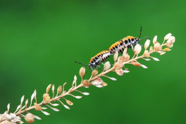 Vahşi doğada hemiptera böcekleri, Kuzey Çin